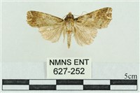 粉紅帶散紋夜蛾藏品圖，第1張