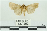 粉紅帶散紋夜蛾藏品圖，第2張