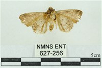 粉紅帶散紋夜蛾藏品圖，第2張