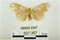 黑翅黃毒蛾藏品圖，第2張