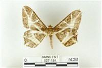 樹形尺蛾藏品圖，第1張