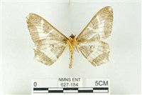 樹形尺蛾藏品圖，第2張