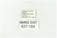 樹形尺蛾藏品圖，第3張