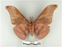 紅目天蠶蛾藏品圖，第2張