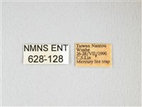 紅目天蠶蛾藏品圖，第3張