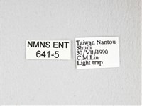 黃豹天蠶蛾藏品圖，第3張