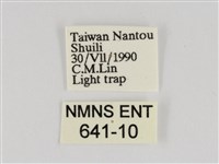 線紋篩蛾藏品圖，第3張