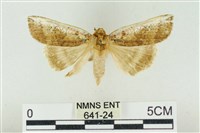 臺洒波紋蛾藏品圖，第1張