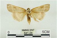 臺洒波紋蛾藏品圖，第2張