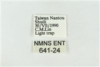 臺洒波紋蛾藏品圖，第3張