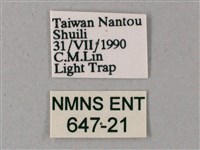 藏斜紋天蛾藏品圖，第3張