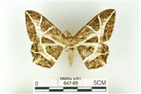 樹形尺蛾藏品圖，第1張