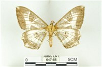 樹形尺蛾藏品圖，第2張