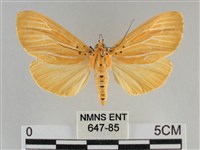 橙擬燈蛾藏品圖，第1張