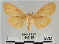 橙擬燈蛾藏品圖，第2張