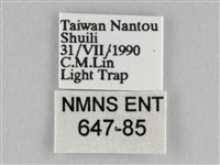 橙擬燈蛾藏品圖，第3張