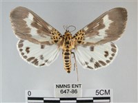 扭擬燈蛾藏品圖，第1張