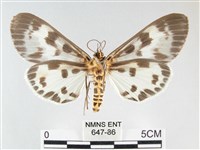 扭擬燈蛾藏品圖，第2張