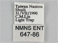 扭擬燈蛾藏品圖，第3張