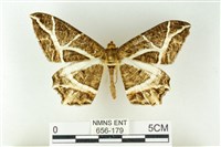 樹形尺蛾藏品圖，第1張