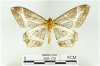 樹形尺蛾藏品圖，第2張