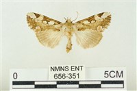 連珠波紋蛾藏品圖，第1張