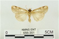 連珠波紋蛾藏品圖，第2張