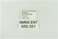 連珠波紋蛾藏品圖，第3張