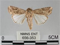 斜紋夜盜蛾藏品圖，第1張