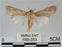 斜紋夜盜蛾藏品圖，第2張