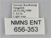 斜紋夜盜蛾藏品圖，第3張