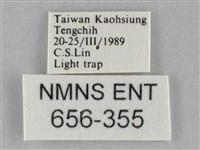 斜紋夜盜蛾藏品圖，第3張