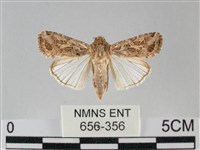 斜紋夜盜蛾藏品圖，第1張