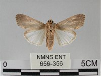 斜紋夜盜蛾藏品圖，第2張