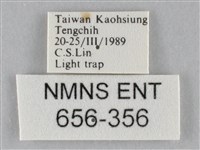 斜紋夜盜蛾藏品圖，第3張