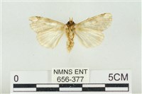 連珠波紋蛾藏品圖，第2張