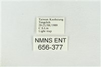 連珠波紋蛾藏品圖，第3張