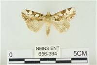 連珠波紋蛾藏品圖，第1張