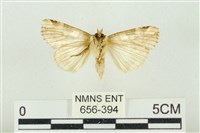 連珠波紋蛾藏品圖，第2張