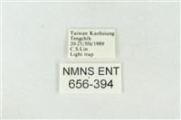 連珠波紋蛾藏品圖，第3張