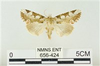 連珠波紋蛾藏品圖，第1張