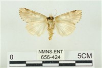 連珠波紋蛾藏品圖，第2張