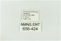 連珠波紋蛾藏品圖，第3張