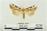 連珠波紋蛾藏品圖，第1張