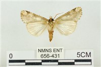 連珠波紋蛾藏品圖，第2張