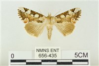 連珠波紋蛾藏品圖，第1張