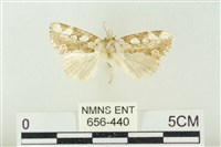 連珠波紋蛾藏品圖，第1張