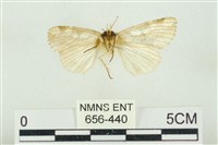 連珠波紋蛾藏品圖，第2張