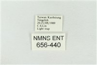 連珠波紋蛾藏品圖，第3張