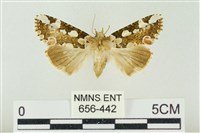 連珠波紋蛾藏品圖，第1張